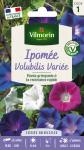 Fleurs - Ipomée Volubilis Variée  - PACKAGING_RECTO